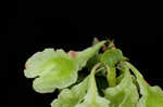 Climbing false buckwheat